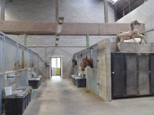 Des box très spacieux dans un havre de paix